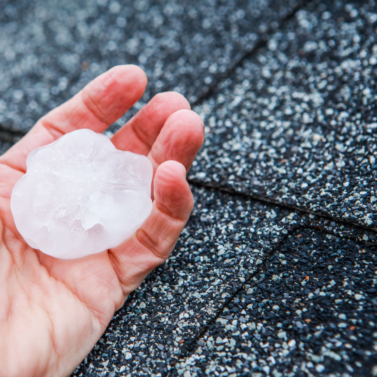 Dallas roofer recovers hail stone from damaged roof.